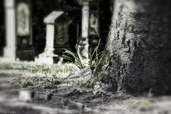 Friedhof Baum (30 von 1)